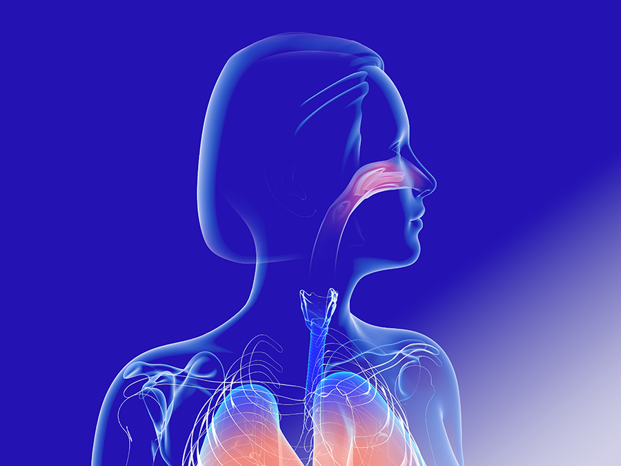 Anatomie der Nase: Nasenscheidewand, Nasenmuscheln und Nasenklappen
